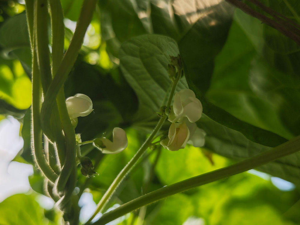 硅肥加持！大棚豆角 “开挂式” 生长，叶片浓绿爬满架